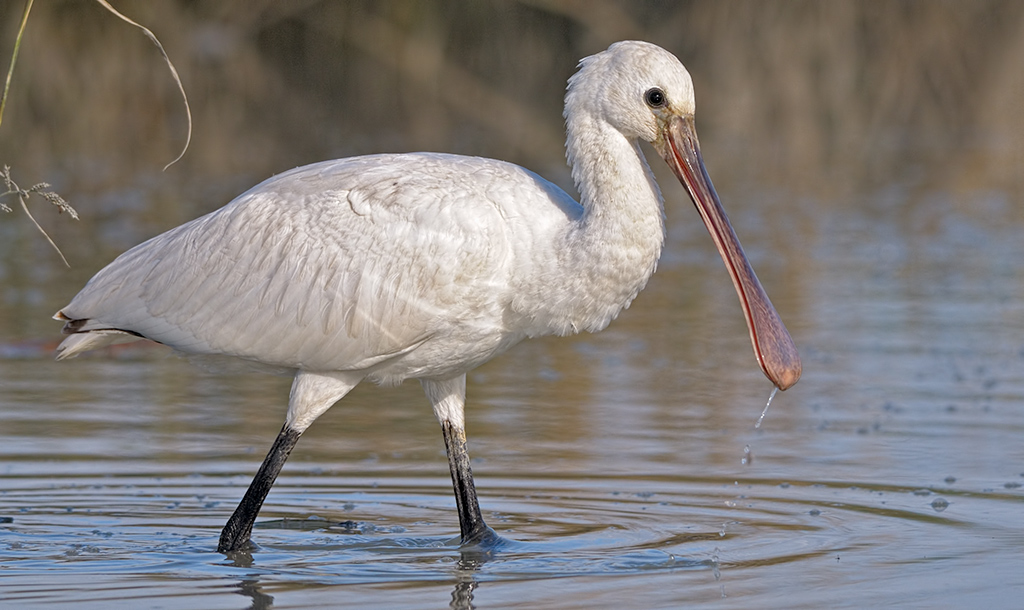 Spatola (Platalea leucorodia)